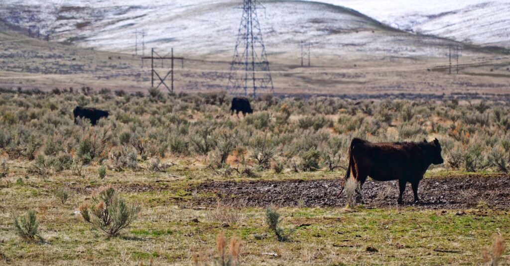 Cattle grazing in an expansive rural landscape with hills and power lines.