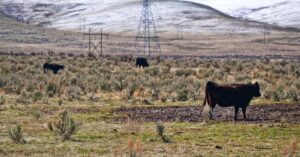 Cattle grazing in an expansive rural landscape with hills and power lines.