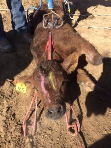 Calf restrained in Nord Forks