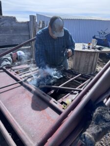 Branding a calf with a calf table.