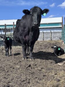 Cow with her twin calves resting after spring branding on the ranch.