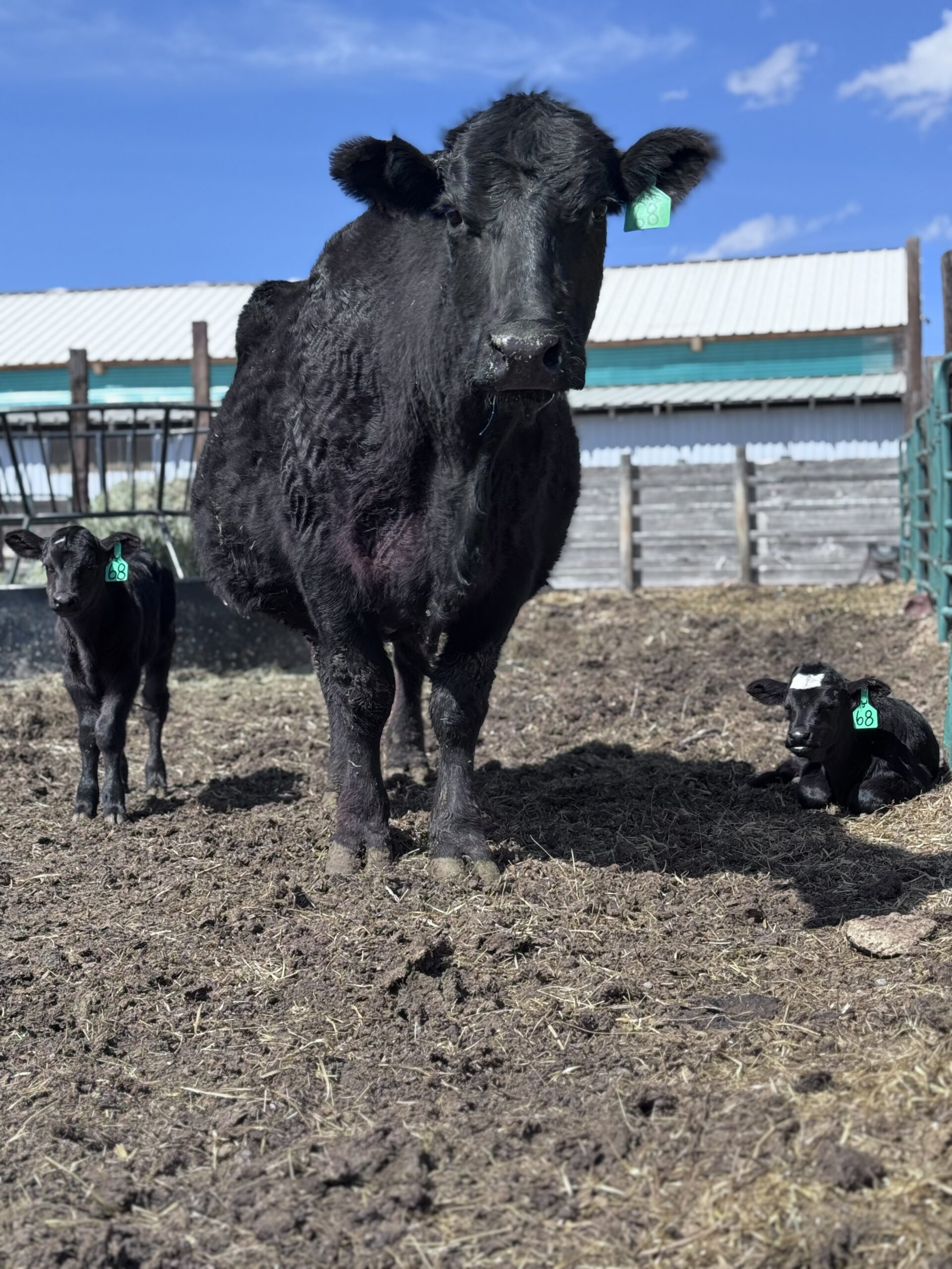 Spring Catle Ranches Branding Spring Calves: A Ranch Tradition That Still Matters Today ...