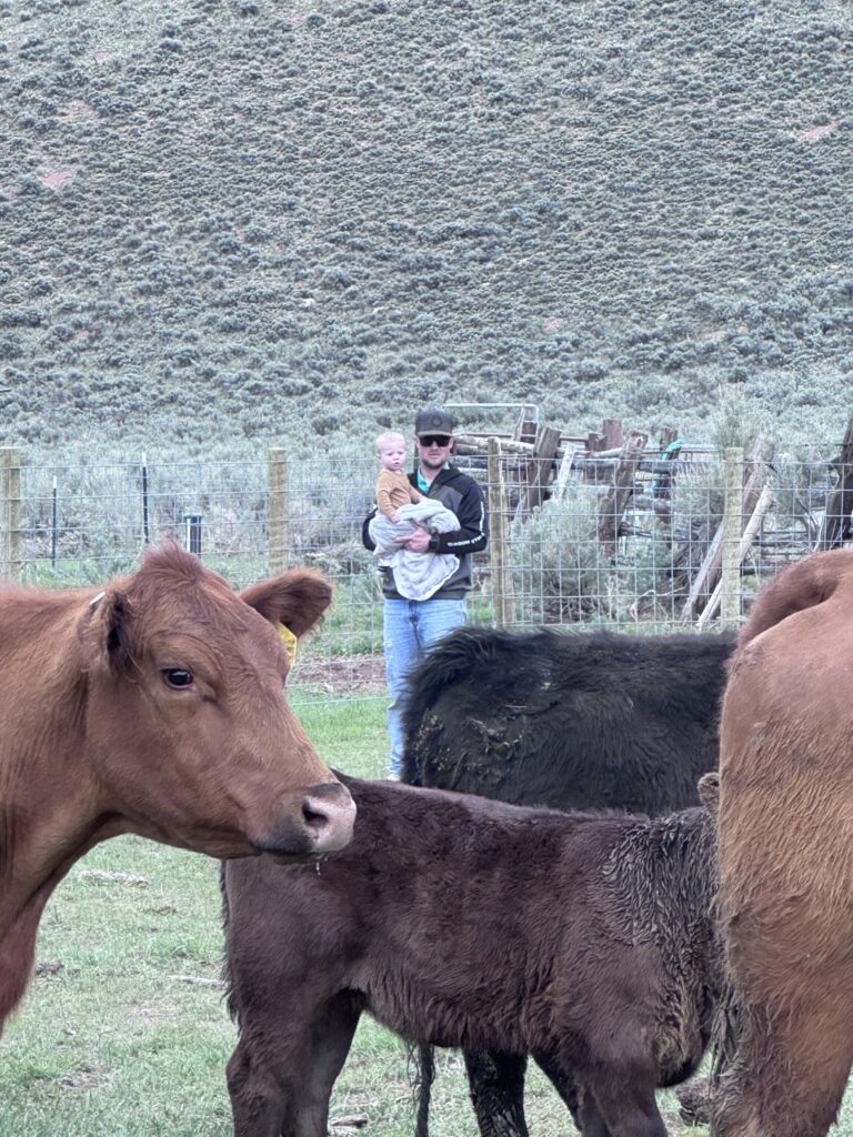 Man and his son watching over cattle that contribute to land stewardship